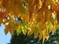 中秋から樹木の色付き、実を付けたり、青葉のまま、各種