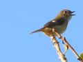 江戸川近辺の野鳥３（松戸市、流山市周辺）