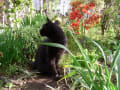 黒猫キーの庭写真続き