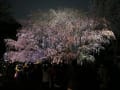 六義園の枝垂れ桜