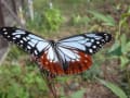夢・ロマン～素敵な自然を旅する蝶。アサギマダラ・・・
