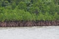 西表島の植物（沖縄県八重山郡竹富町）