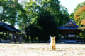 大津市本丸町膳所神社