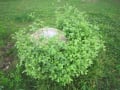 梅雨明け～、季節に咲く花を眺める朝。デジカメを携えて・・・