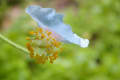 上三依水生植物園の花達