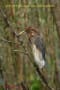 [27]Chinese Pond-Heron20Apr2011-04p-s.jpg