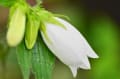 梅雨の山野草の一部訂正文