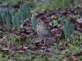 野鳥の世界(ウタツグミ)珍鳥