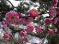 京都御苑の梅の花が咲きました。