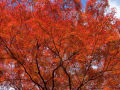 [13]紅葉2013　長谷寺