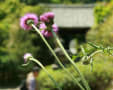 不退寺の花