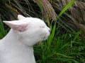 白猫のタマ