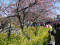 河津桜、城ヶ崎海岸