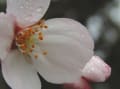 金獄神社の桜