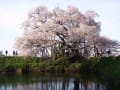 [8]浅井の一本桜11.jpg