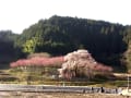 又兵衛しだれ桜を堪能しに宇陀市本郷へ