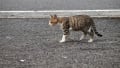 猫おばあちゃんの猫