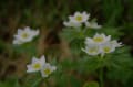 最近見た山の花　１４年７月８月