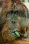 [9]140420Orangutan_0950-960.jpg