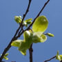 庭の柿の木の若葉（’23-03-29撮影）