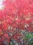 高尾山と紅葉