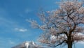 2012年　山陰の桜