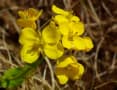 我家の庭にも春の花が