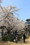 道後公園の桜