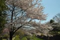 昭和記念公園の花　15.3.31