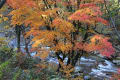 板取川の紅葉狩