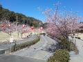 あらさわふる里公園　河津桜系桜