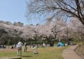 三ツ池公園の桜　３