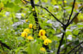 [5]雨露を帯びた蛇結茨の花