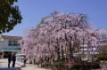 観音枝垂れ・観音神社　180324