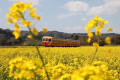 菜の花と小湊鉄道