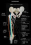 [5]大腿前側の筋 (線画)2.jpg