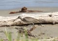 チュウシャクシギ　浜辺の鳥など