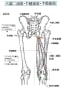 [1]10-20-2-大腿二頭筋・半膜様筋・半腱様筋.jpg