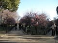 大阪城公園梅林20130311