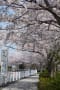 多摩の桜２０１４　～桜爛漫～