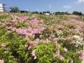 花&花…　2016　4月29日～2017