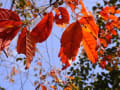 神代植物公園　深大寺　　―11月13日―