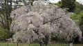 近衞邸跡の枝垂れ桜