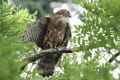 東京 某 公園にて！ オオタカ の 幼鳥！