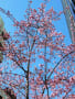 2016年　その他の早咲き桜