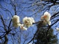 神代植物公園　　―3月6日―