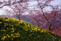 早春・上関城山歴史公園の河津桜　190217