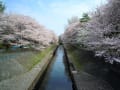 sakura2011