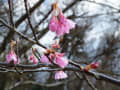 太陽広場のおかめ桜