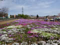 2015.赤城南面千本桜並木